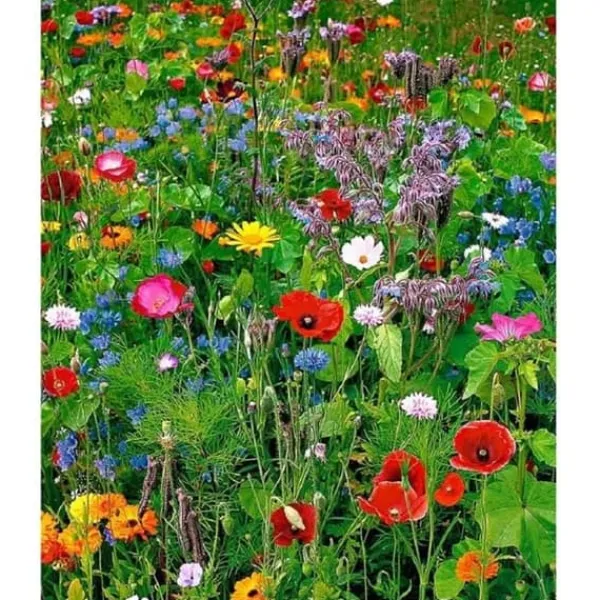 Paket med 100 blandade vildblomsfrön - ettåriga och perenner