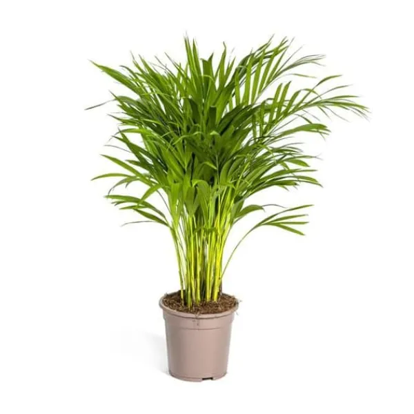 Palmträd med gyllene frukter - Dypsis lutescens - Areca - Enskild växt - höjd ca 80-100cm - kruka 19cm