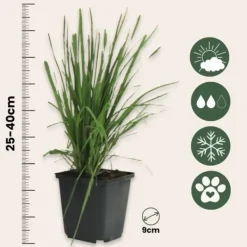 Pampasgräs - Set om 6 - Cortaderia selloana - Höjd 25-40cm - ⌀9cm