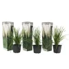 Pampasgräs - Set om 3 - Cortaderia selloana - Höjd 25-40cm - ⌀9cm