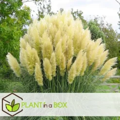 Pampasgräs - Set om 3 - Cortaderia selloana - Höjd 25-40cm - ⌀9cm