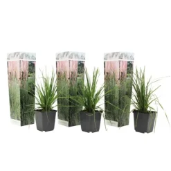 New Pampasgräs - Set om 3 - Cortaderia selloana - Höjd 25-40cm - ⌀9cm Trädgårdsväxter