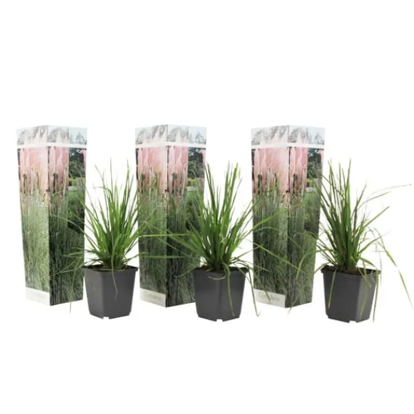 New Pampasgräs - Set om 3 - Cortaderia selloana - Höjd 25-40cm - ⌀9cm Trädgårdsväxter