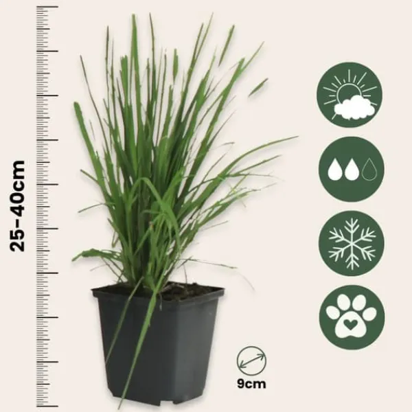 New Pampasgräs - Set om 3 - Cortaderia selloana - Höjd 25-40cm - ⌀9cm Trädgårdsväxter