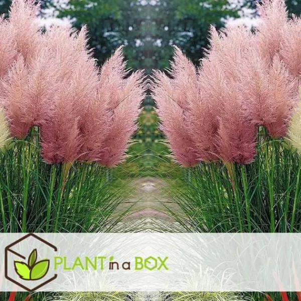 New Pampasgräs - Set om 3 - Cortaderia selloana - Höjd 25-40cm - ⌀9cm Trädgårdsväxter