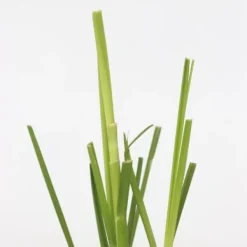 New Pampasgräs - Set om 3 - Cortaderia selloana - Höjd 25-40cm - ⌀9cm Trädgårdsväxter