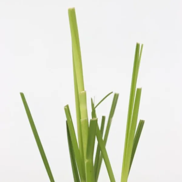 New Pampasgräs - Set om 3 - Cortaderia selloana - Höjd 25-40cm - ⌀9cm Trädgårdsväxter