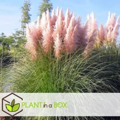 New Pampasgräs - Set om 3 - Cortaderia selloana - Höjd 25-40cm - ⌀9cm Trädgårdsväxter