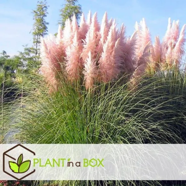 New Pampasgräs - Set om 3 - Cortaderia selloana - Höjd 25-40cm - ⌀9cm Trädgårdsväxter