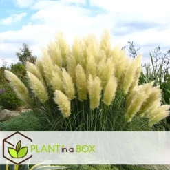Clearance Pampasgräs - Set om 6 - Cortaderia selloana - Höjd 25-40cm - ⌀9cm Trädgårdsväxter