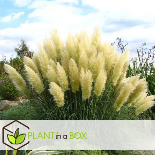 Clearance Pampasgräs - Set om 6 - Cortaderia selloana - Höjd 25-40cm - ⌀9cm Trädgårdsväxter