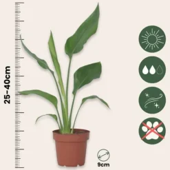 Papegojblomma - Set om 3 - Strelitzia reginea - Höjd 25-40cm - ⌀9cm