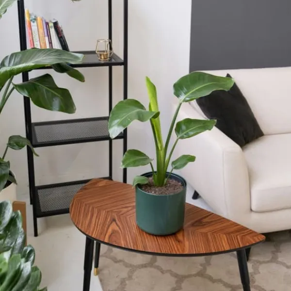 Papegojblomma - Set om 3 - Strelitzia reginea - Höjd 25-40cm - ⌀9cm