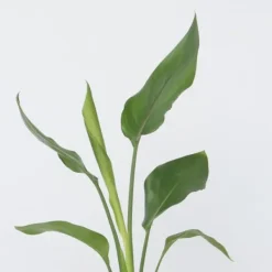 Papegojblomma - Set om 3 - Strelitzia reginea - Höjd 25-40cm - ⌀9cm