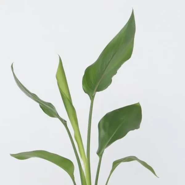 Papegojblomma - Set om 3 - Strelitzia reginea - Höjd 25-40cm - ⌀9cm