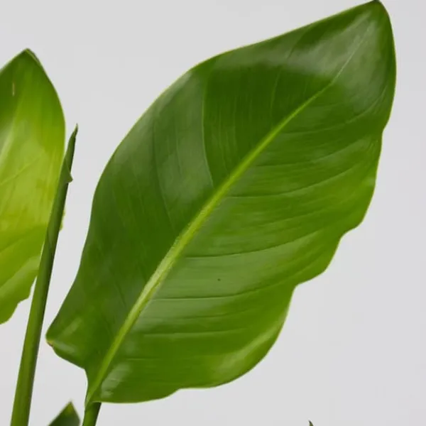 Papegojblomma - Set om 3 - Strelitzia reginea - Höjd 25-40cm - ⌀9cm