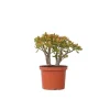 Paradisträd - Crassula ovata 'Sunset' - Höjd 45-50cm - ⌀23cm
