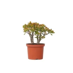 Paradisträd - Crassula ovata 'Sunset' - Höjd 45-50cm - ⌀23cm
