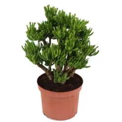 Paradisträd - Crassula ovata 'Hobbit' - Höjd 45-50cm - ⌀23cm Krukväxter Inomhus