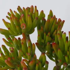 Paradisträd - Crassula ovata 'Hobbit' - Höjd 45-50cm - ⌀23cm Krukväxter Inomhus