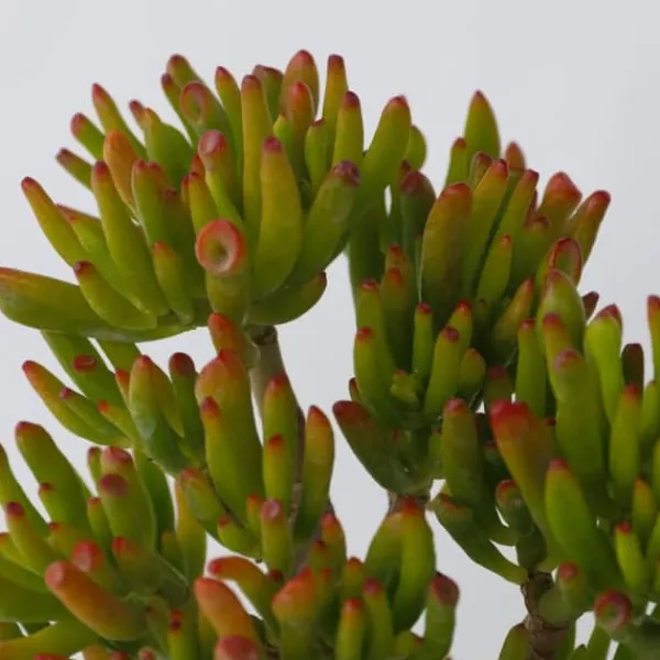 Paradisträd - Crassula ovata 'Hobbit' - Höjd 45-50cm - ⌀23cm Krukväxter Inomhus