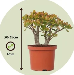 Paradisträd - Crassula ovata 'Sunset' - Höjd 30-35cm - ⌀17cm