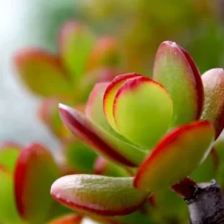 Paradisträd - Crassula ovata 'Sunset' - Höjd 30-35cm - ⌀17cm
