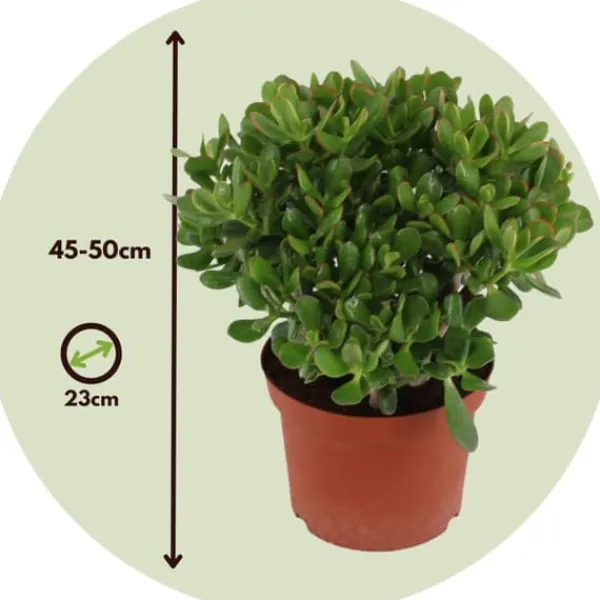 Paradisträd - Crassula ovata 'Minor' - Höjd 45-50cm - ⌀23cm