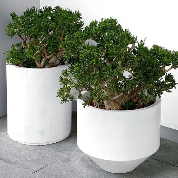 Paradisträd - Crassula ovata 'Minor' - Höjd 45-50cm - ⌀23cm