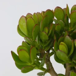 Paradisträd - Crassula ovata 'Minor' - Höjd 45-50cm - ⌀23cm
