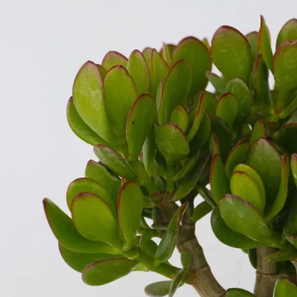 Paradisträd - Crassula ovata 'Minor' - Höjd 45-50cm - ⌀23cm