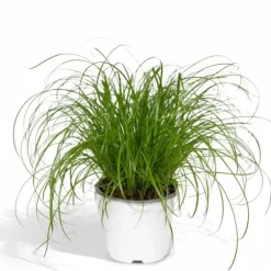 Paraplypalm (Cyperus alternifolius) Ø12 cm, Höjd ca 20 cm