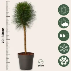 Clearance Parasolgran - Pinus 'Summer Breeze' - Höjd 70-80cm - ⌀24cm Trädgårdsväxter