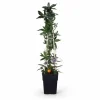 Passionsblomma 65 cm i 15 cm kruka - 4-pack