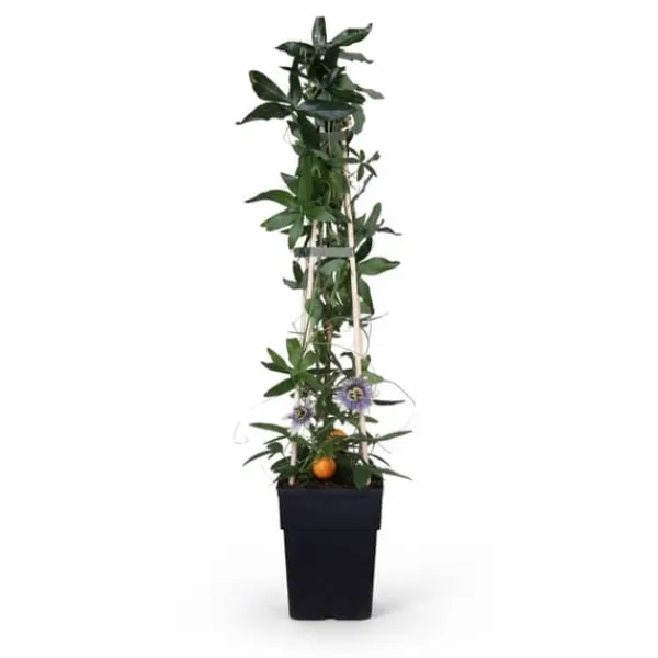 Passionsblomma 65 cm i 15 cm kruka - 4-pack