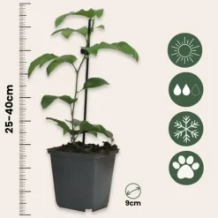 Outlet Passionsblomma - Set om 3 - Passiflora edulis 'Frederick' - Höjd 25-40cm - ⌀9cm Krukväxter Inomhus