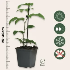 Outlet Passionsblomma - Set om 6 - Passiflora hybridum - Höjd 25-40cm - ⌀9cm Blommor
