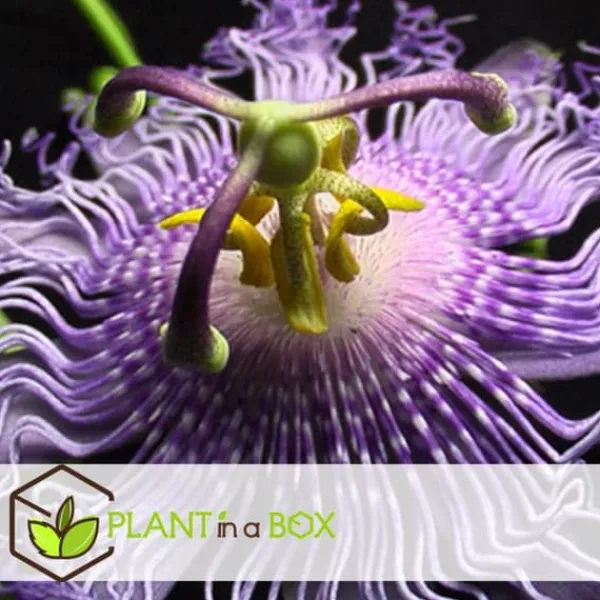 Outlet Passionsblomma - Set om 6 - Passiflora hybridum - Höjd 25-40cm - ⌀9cm Blommor