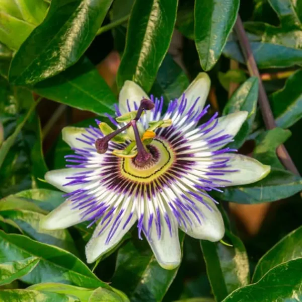 Outlet Passionsblomma - Set om 6 - Passiflora hybridum - Höjd 25-40cm - ⌀9cm Blommor