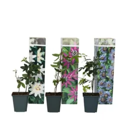 Best Passionsblomma - Set om 3 - Passiflora hybridum - Höjd 25-40cm - ⌀9cm Blommor