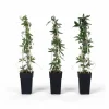 Passionsblomma Mix 65 cm i Kruka Ø15 cm (3-pack)