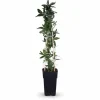 New Passionsblomma (Passiflora caerulea) Ø15 cm, Höjd ca 65 cm Krukväxter Inomhus