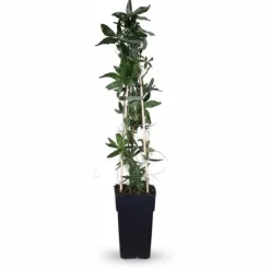 New Passionsblomma (Passiflora caerulea) Ø15 cm, Höjd ca 65 cm Krukväxter Inomhus