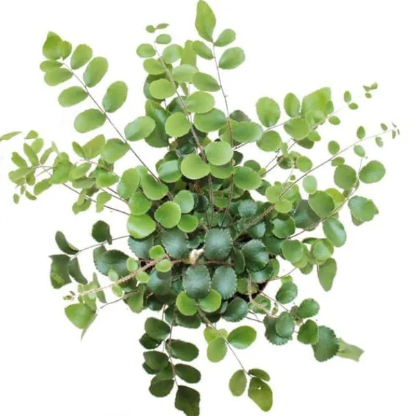 New Pellaea rotundifolia - Pelle eller primitiv ormbunke i världen - kruka 9cm Krukväxter Inomhus