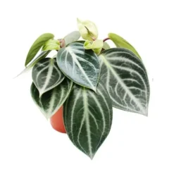 Outlet Peperomia sarcophylla - dvärgpeppar - i 15 cm kruka Krukväxter Inomhus