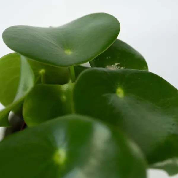 Hot Peperomias - Peperomia Polybotrya - Höjd 20-30cm - Pot 12cm Krukväxter Inomhus