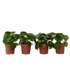 Peperomias - Set om 4 - Peperomia polybotrya - Höjd 20-30cm - ⌀12cm Krukväxter Inomhus