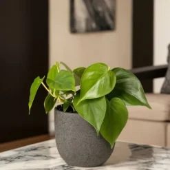 Peperomias - Set om 4 - Peperomia polybotrya - Höjd 20-30cm - ⌀12cm Krukväxter Inomhus