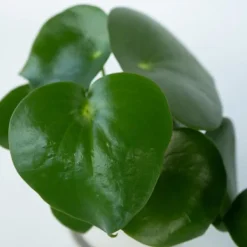 Peperomias - Set om 4 - Peperomia polybotrya - Höjd 20-30cm - ⌀12cm Krukväxter Inomhus