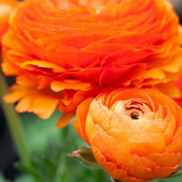 Online Perse smörblomma NJ Mix - Set om 80 - Ranunculus - Blomlökar - Flerfärgad Fröer & Lökar
